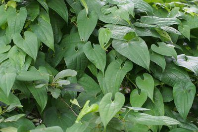 Dioscorea japonica, photographed by harum.koh