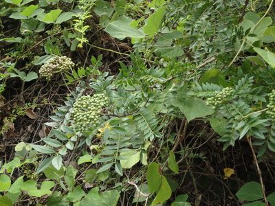 Zanthoxylum schinifolium, photographed by harum.koh