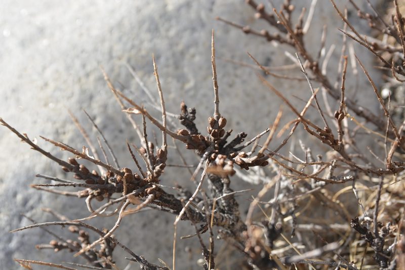 Hippophae tibetana, photographed by Carlos Martorell