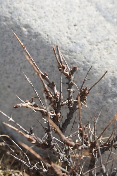 Hippophae tibetana, photographed by Carlos Martorell