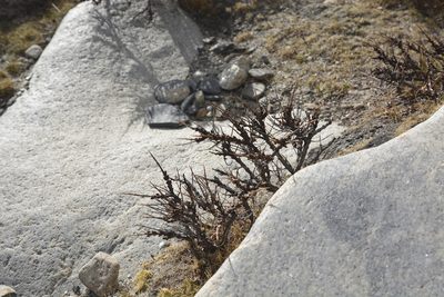 Hippophae tibetana, photographed by Carlos Martorell