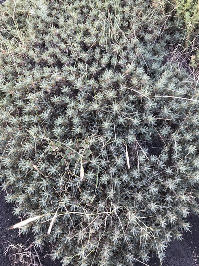 Astragalus siculus, photographed by Javier Solís