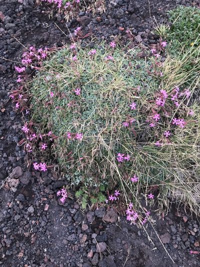 Saponaria sicula, photographed by Javier Solís