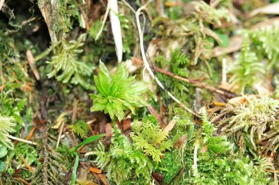 Rhodobryum giganteum, photographed by Cheng-Tao Lin