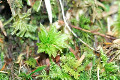 Rhodobryum giganteum, photographed by Cheng-Tao Lin
