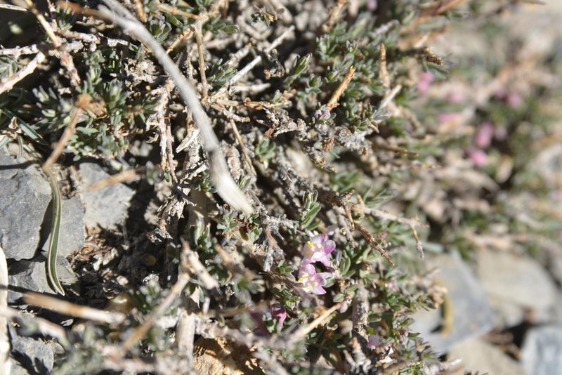 Lonicera rupicola, photographed by Carlos Martorell