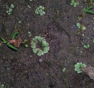 Riccia crystallina, photographed by Peter de Lange