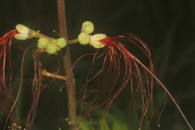 Calliandra houstoniana, photographed by Juan Cruzado Cortés