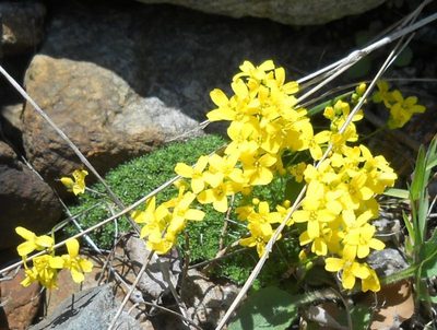 Draba bryoides, photographed by Andre Hosper