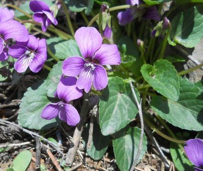 Viola somchetica, photographed by Andre Hosper