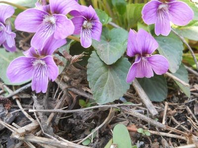 Viola somchetica, photographed by Andre Hosper