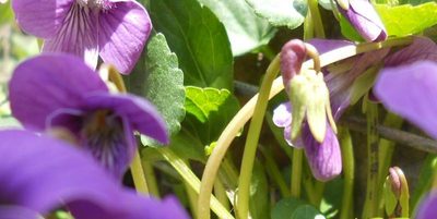 Viola somchetica, photographed by Andre Hosper