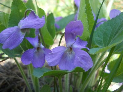 Viola somchetica, photographed by Andre Hosper