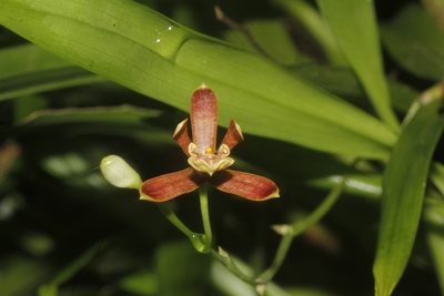 Prosthechea livida, photographed by Juan Cruzado Cortés