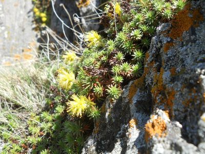 Saxifraga juniperifolia, photographed by Andre Hosper
