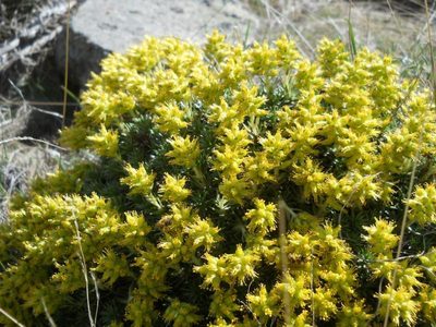 Saxifraga juniperifolia, photographed by Andre Hosper