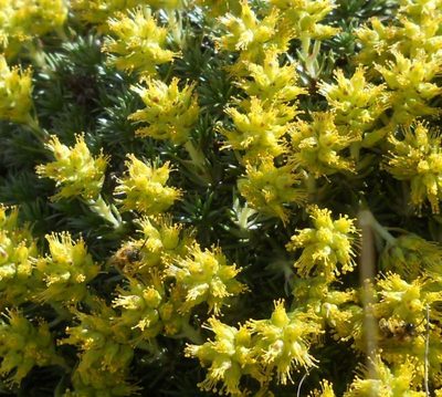 Saxifraga juniperifolia, photographed by Andre Hosper