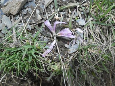 Colchicum trigynum, photographed by Andre Hosper