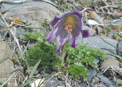Pulsatilla violacea, photographed by Andre Hosper