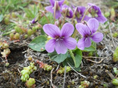 Viola somchetica, photographed by Andre Hosper