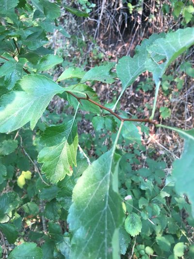 Crataegus gaylussacia, photographed by Ryan McMinds