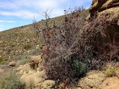 Erythrophysa alata, photographed by Kevin Murray