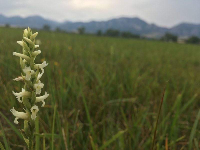 Spiranthes diluvialis, photographed by Shalana Gray