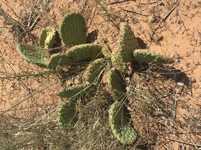 Opuntia aurea, photographed by Ryan Donnelly