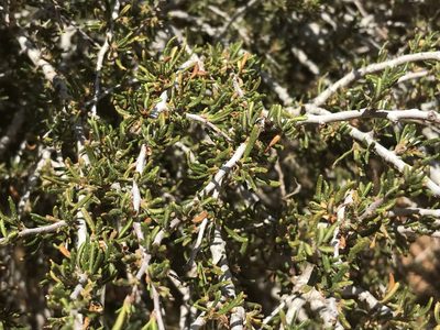 Cercocarpus intricatus, photographed by Ryan Donnelly