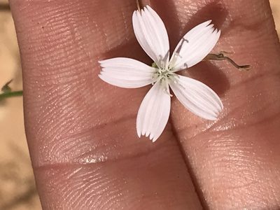 Stephanomeria tenuifolia, photographed by Ryan Donnelly