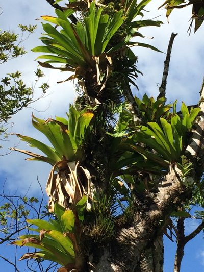 Werauhia sanguinolenta, photographed by Robert Hoard