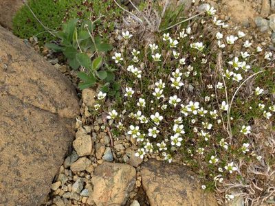 Cherleria marcescens, photographed by John Brew