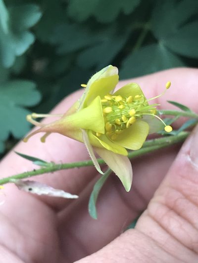 Aquilegia barnebyi, photographed by Ryan Donnelly