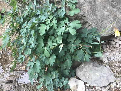Aquilegia barnebyi, photographed by Ryan Donnelly