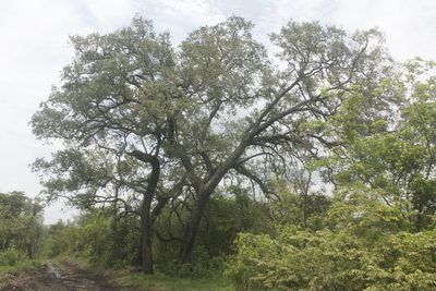 Quercus oleoides, photographed by Juan Cruzado Cortés