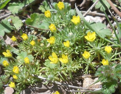 Ranunculus falcatus, photographed by Andre Hosper