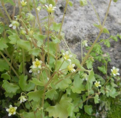 Saxifraga hederacea, photographed by Andre Hosper