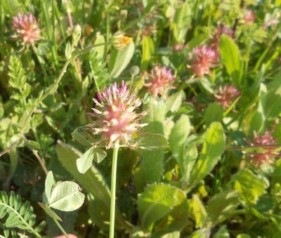 Trifolium spumosum, photographed by Andre Hosper