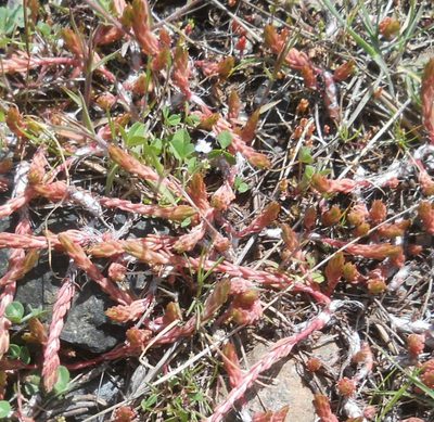 Petrosedum amplexicaule, photographed by Andre Hosper