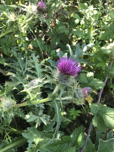 Cirsium andrewsii, photographed by Scott Yarger