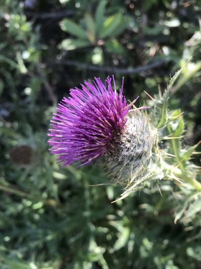 Cirsium andrewsii, photographed by Scott Yarger
