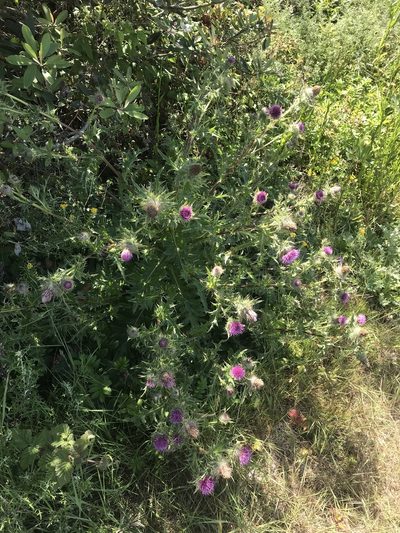 Cirsium andrewsii, photographed by Scott Yarger