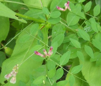 Vicia dumetorum, photographed by Andre Hosper