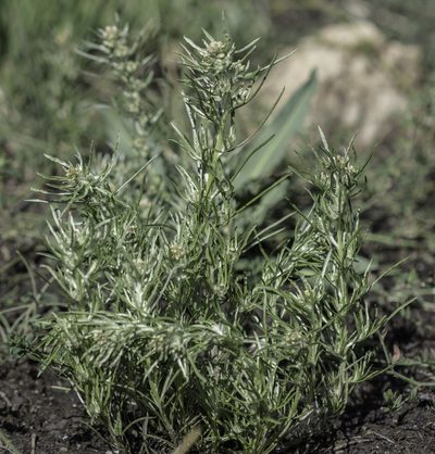 Gnaphalium exilifolium, photographed by Craig Martin