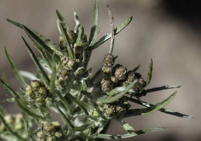 Gnaphalium exilifolium, photographed by Craig Martin