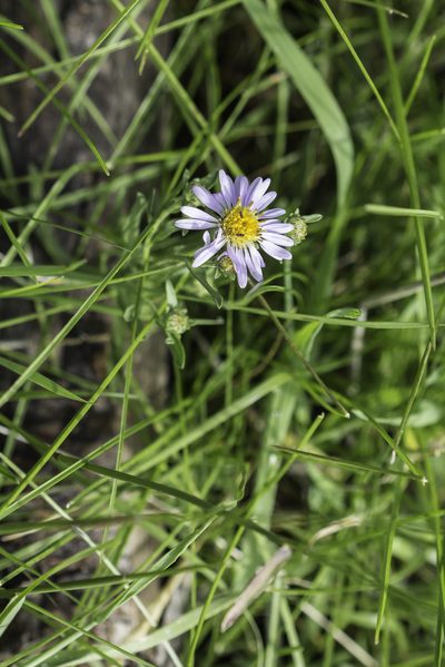 Symphyotrichum foliaceum, photographed by Craig Martin
