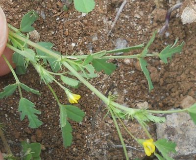 Medicago laciniata, photographed by Andre Hosper