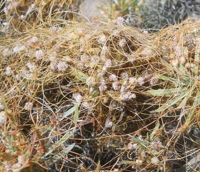 Cuscuta planiflora, photographed by Andre Hosper