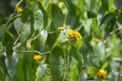 Perymenium grande, photographed by Neptalí Ramírez Marcial