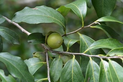 Diospyros salicifolia, photographed by Neptalí Ramírez Marcial